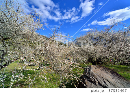 うめ 春告草 ソシンロウバイ 37332467
