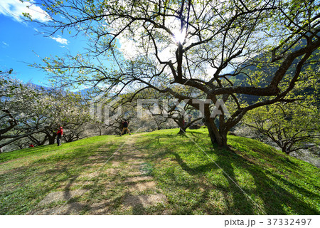 うめ 春告草 ソシンロウバイ 37332497