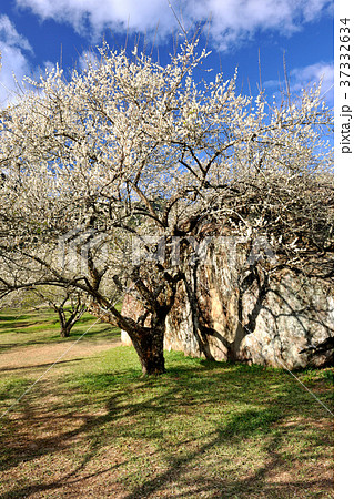 春 泉 湧水 37332634