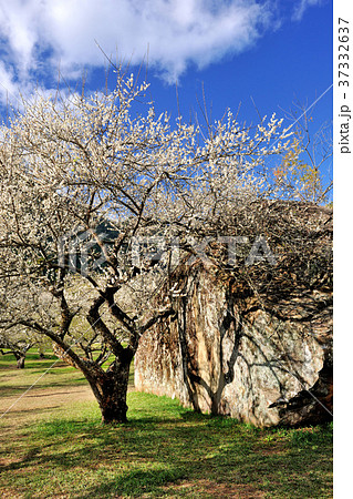 春 泉 湧水 37332637