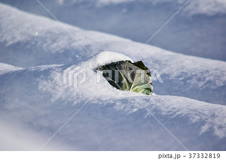 雪の畑のキャベツ 37332819