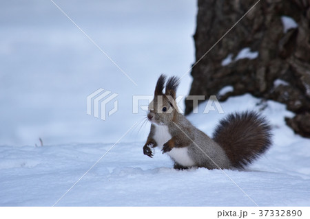 雪原に一歩を踏み出すエゾリス 雪原に一歩を踏み出すエゾリス 37332890