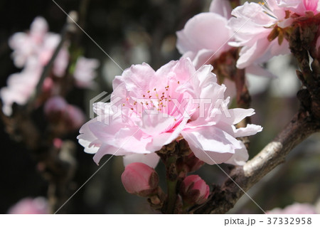 桜の花 桜の花 37332958