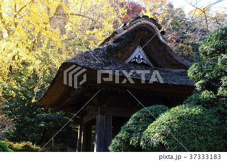 報国寺、鐘楼、鎌倉、臨済宗、イチョウの木 報国寺、鐘楼、鎌倉、臨済宗、イチョウの木 37333183