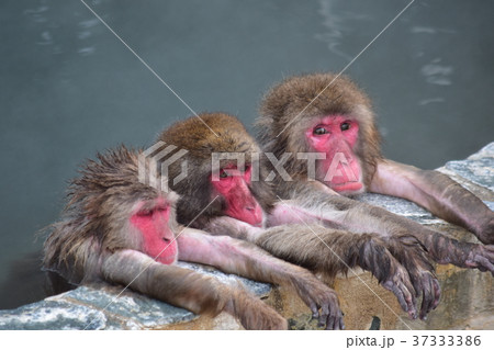 猿それぞれの入浴 猿それぞれの入浴 37333386