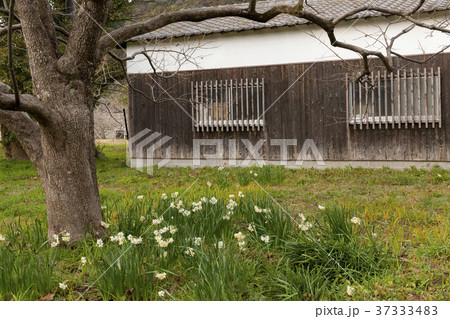 水仙 水仙 37333483