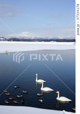 白鳥と鳥海山 37334178