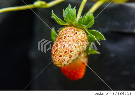lose-up of strawberry diseased in the garden 37334513