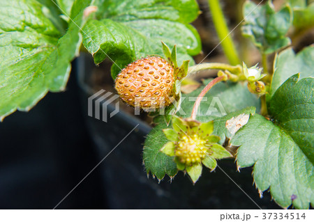 lose-up of strawberry diseased in the garden lose-up of strawberry diseased in the garden 37334514