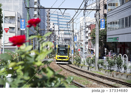 都電荒川線とバラの花の写真素材