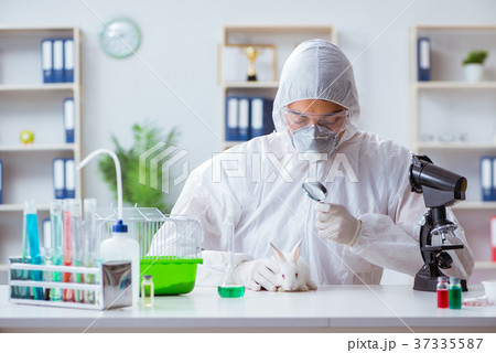 Scientist doing animal experiment in lab with 37335587