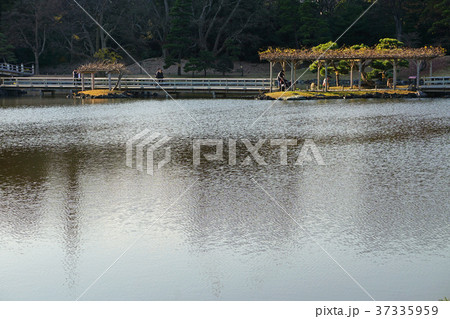 浜離宮恩賜庭園の藤棚と小橋 37335959
