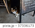 漁師町の猫 37336173