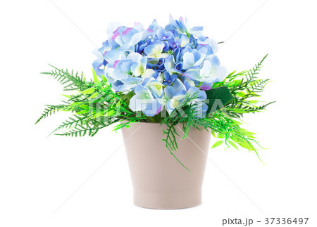 Blue flowers 37336497