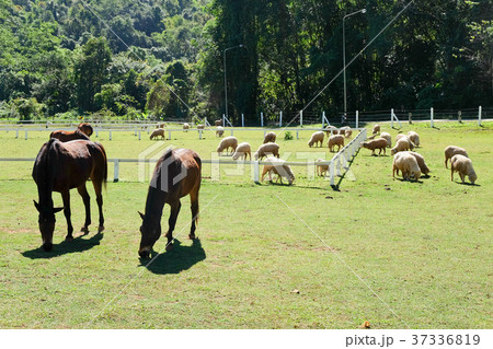 Grazing horses 37336819