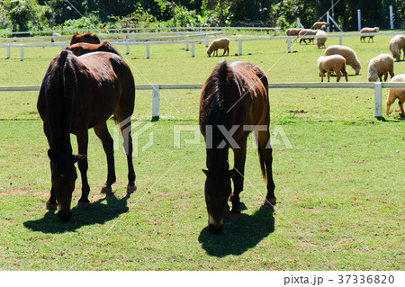 Grazing horses 37336820