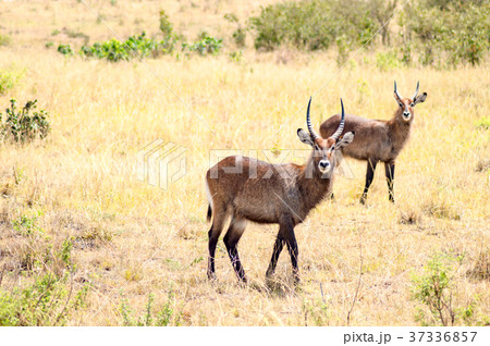 Waterbucks in the Mara Savannah a park 37336857