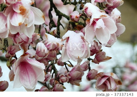 Snow on beautiful magnolia flowers in the spring Snow on beautiful magnolia flowers in the spring 37337143