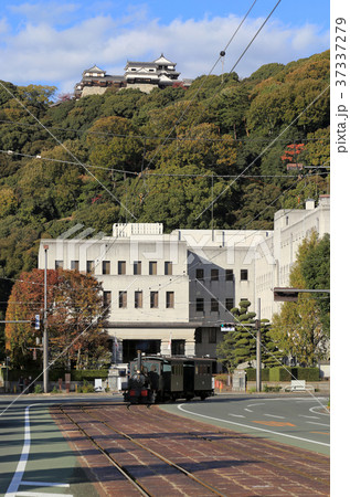 松山城を背に県庁・市役所前を走る坊っちゃん列車 37337279