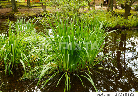 Rural scene Rural scene 37338235