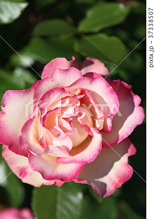 日本が作った美しいバラ 37338507