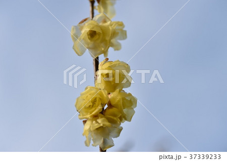 ロウバイの花 ロウバイの花 37339233