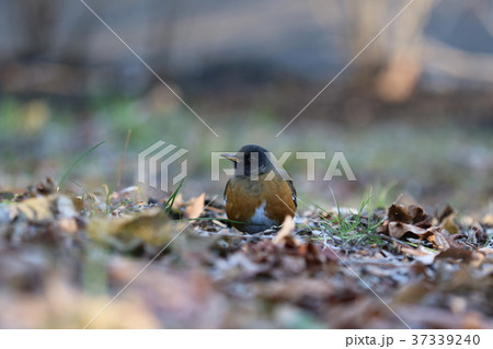 くつろぐアカハラ くつろぐアカハラ 37339240