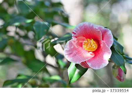 赤いツバキの花 37339554