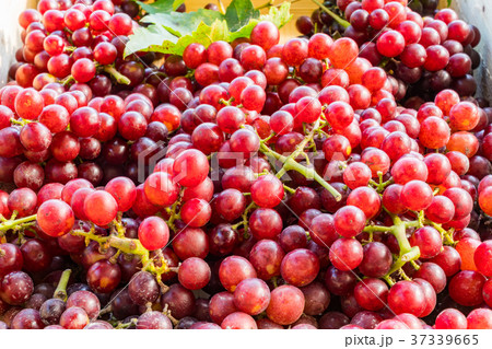 Red seedless grapes with leaves Red seedless grapes with leaves 37339665