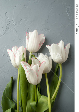 Tulips 37339848