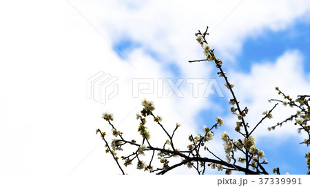 冬 ウインター ウィンター 37339991