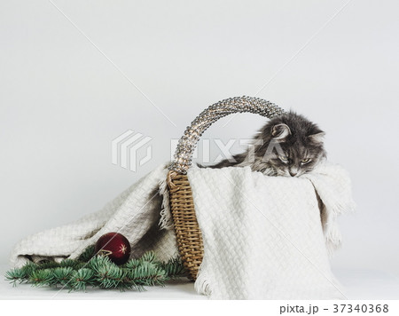 Tender, sweet cat in a wicker basket Tender, sweet cat in a wicker basket 37340368