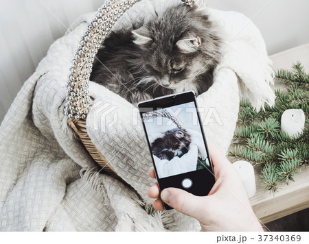 Sweet kitten in a wicker basket posing for a photo 37340369