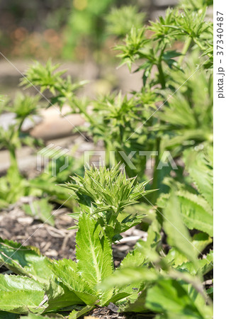 Culantro tree or Long coriander invegetable garden 37340487