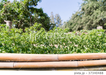 Culantro or Long coriander in vegetable garden 37340488