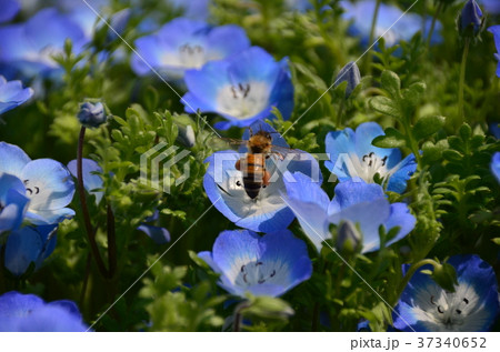 ネモフィラとハチ 37340652