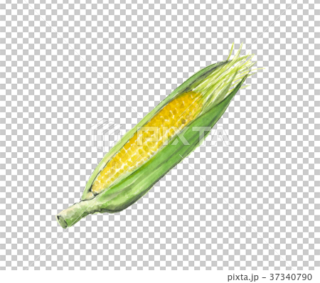 玉米 37340790