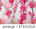 梅の花 37341014