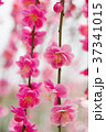 梅の花 37341015