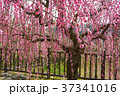 しだれ梅 37341016