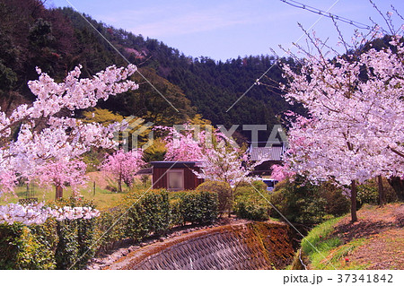 高蔵寺（兵庫県　篠山市）境内に咲く桜 37341842