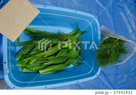 伊豆稲取の重陽の節句はんまあさま用のハマユウの葉と松の葉 伊豆稲取の重陽の節句はんまあさま用のハマユウの葉と松の葉 37341932