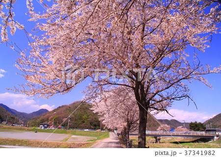 武庫川沿い(福知山線 JR草野駅近く)桜並木風景 武庫川沿い(福知山線 JR草野駅近く)桜並木風景 37341982