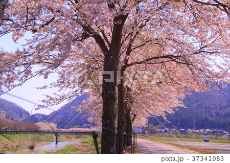 武庫川沿い(福知山線 JR草野駅近く)桜並木風景 武庫川沿い(福知山線 JR草野駅近く)桜並木風景 37341983