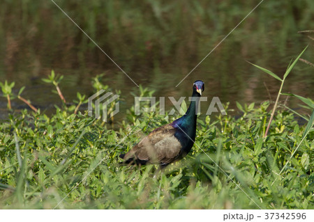 Bronze-winged Jacana bird walking in the nature 37342596