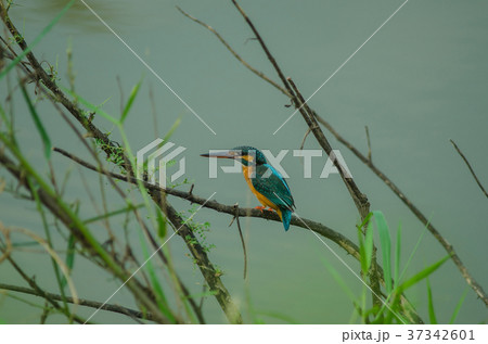 Common kingfisher perching on the branch Common kingfisher perching on the branch 37342601
