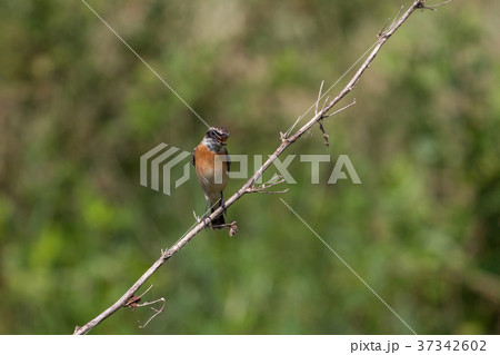 beautiful male Eastern Stonechat 37342602