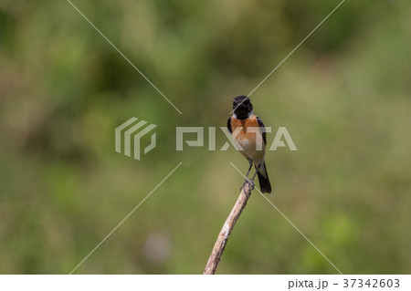 beautiful male Eastern Stonechat beautiful male Eastern Stonechat 37342603