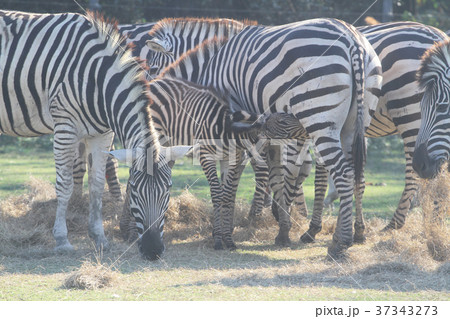 zebra eat milk for mom in crowd 37343273