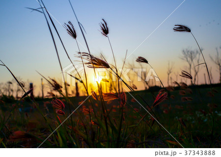 ヨシ リード 葦 37343888